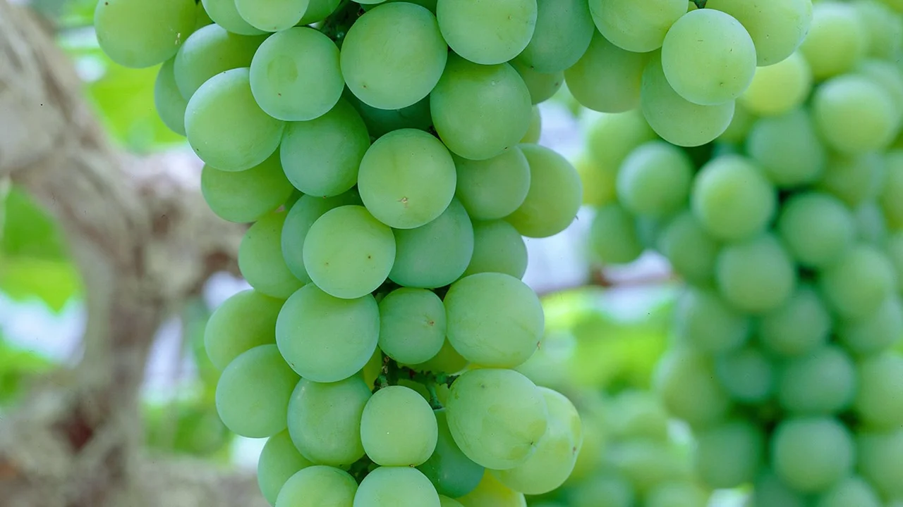 Nature's Promise Organic Green Grapes Seedless