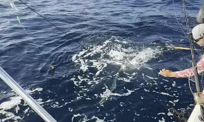 Go catching with them