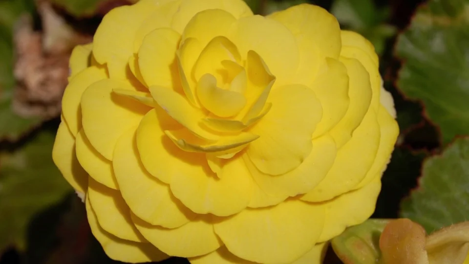 All About Begonias