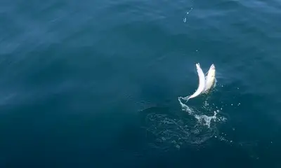 Would definitely fish w/ Capt. Kyle again!