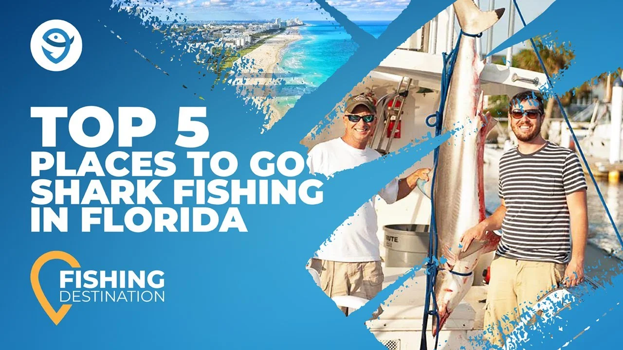 Shark Fishing in Florida: The Complete Guide