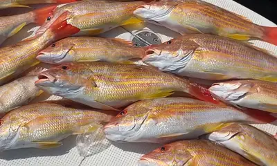 Port Orange Report Video 0
