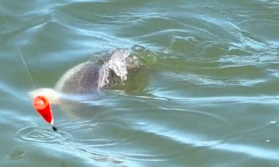 Port O'Connor Report Video 1