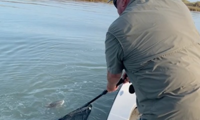 Great catch of reds, all between 25-29 inches!