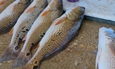 San Antonio Report Video 0