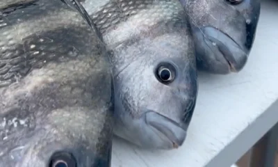 Sarasota Report Video 0
