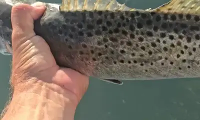 South Padre Island Report Video 0