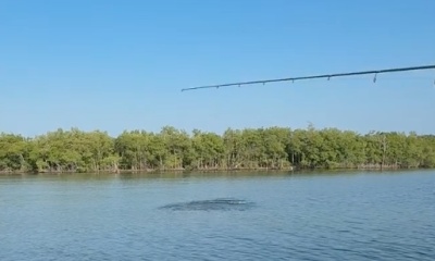 Tarpon