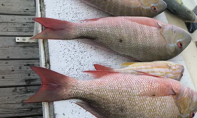 Fajardo Report Video 0