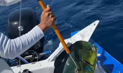 Cabo San Lucas Report Video 0