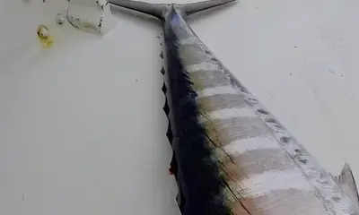 Sandys Video Report 0