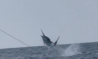 Black Marlyn on Accion 