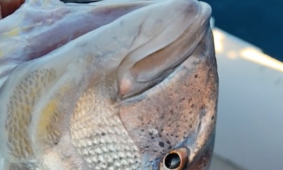 Croatia Report Video 1