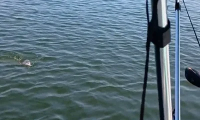 San Antonio Report Video 0
