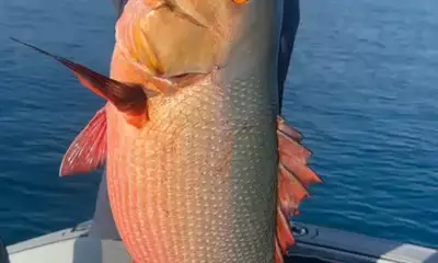 Malé Report Video 2