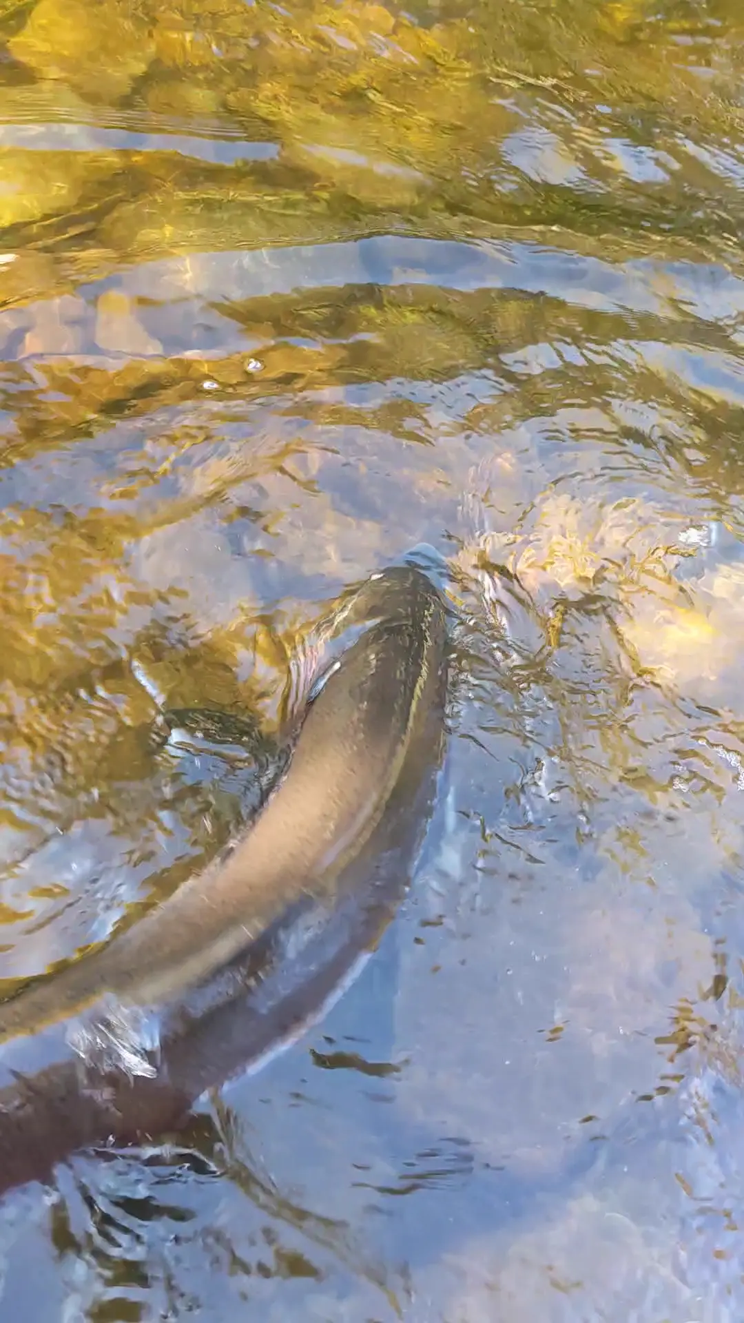 Business Card: Grateful Adventures - Salmon Fishing