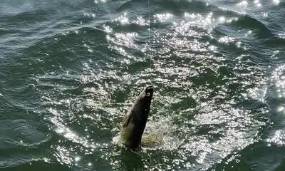 Townville Report Video 1