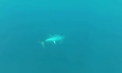 Vrsar Bericht Video 0