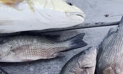 Jacksonville Verslag Video 0