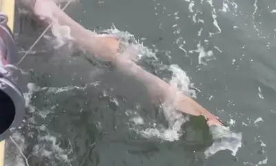 4 Hour Shark Trip