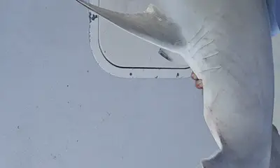 Captain Josh knows where the fish are