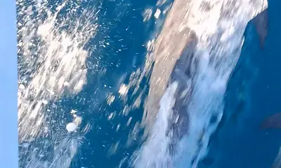 Mingo! Fish on.... Full limit