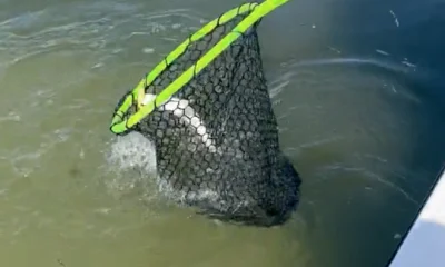 South Padre Island Report Video 1