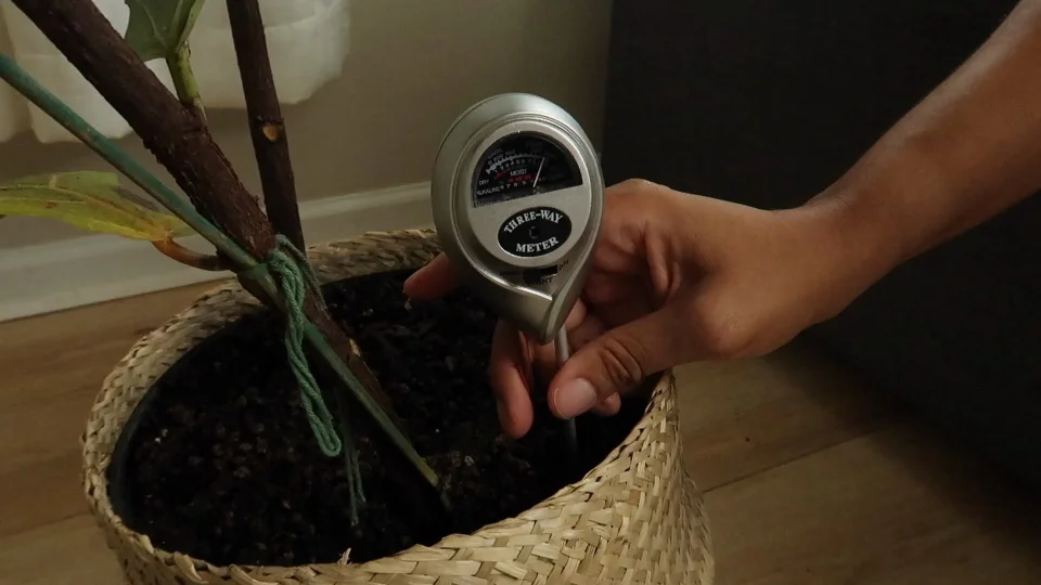 How to Use a Soil Meter on Your Houseplants (With Video