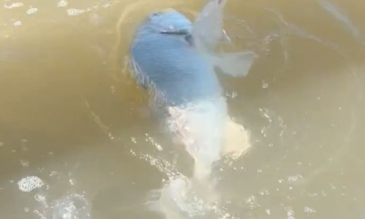 Matagorda Video Report 1