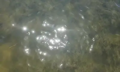 Reeling & Jamming