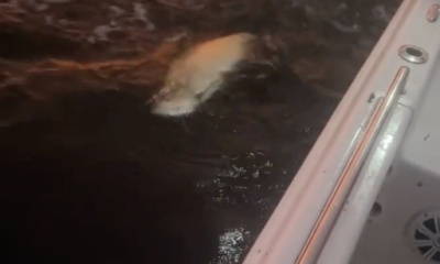 Punta Gorda Report Video 0