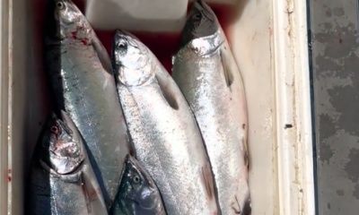 Awesome fishing and even better Capt. with incredible knowledge of the area