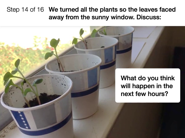 Revision_K-Plants-M5-Activity-Step-by-Step_s14