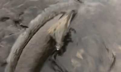 Spring Trout season is here and its my f