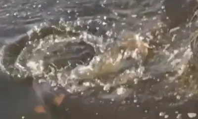 Venice Report Video 0