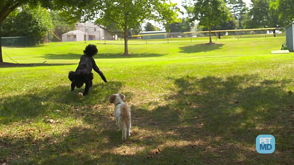 Dog throwing up 2024 bile and blood