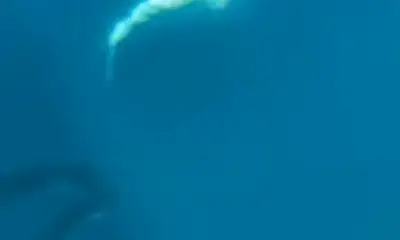 Osa Peninsula Report Video 2