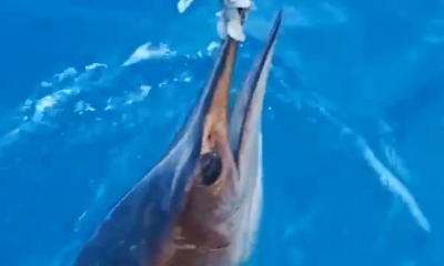 Knowledgeable mariner