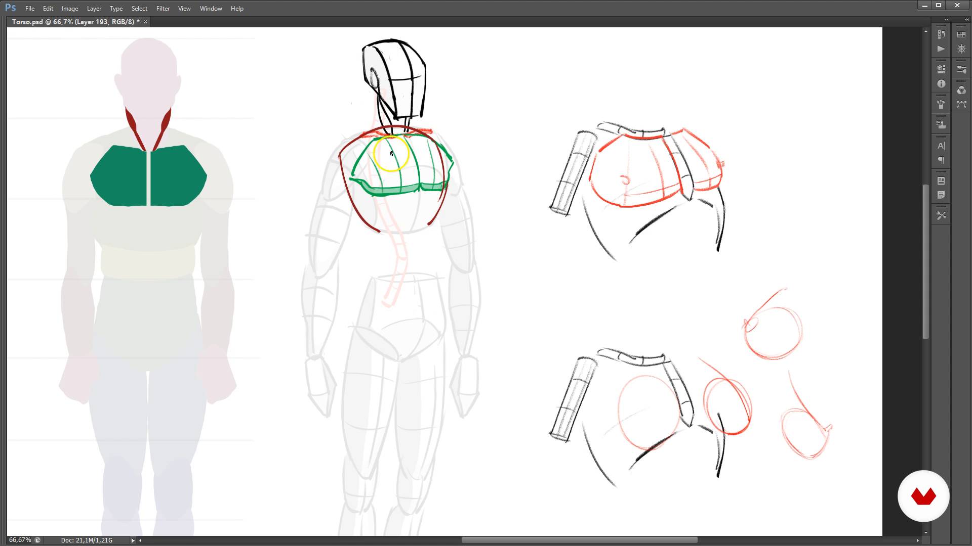 The Muscle And Bone Groups The Torso Part I Introduction To Design Of Characters For Animation And Video Games Jbfraisse Domestika