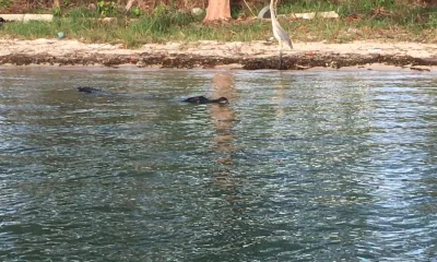 Fort Pierce Bericht Video 0