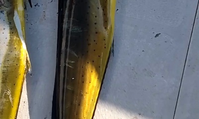 3 mahi mahi AND white bonito