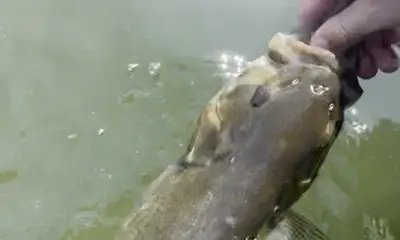 Great fishing