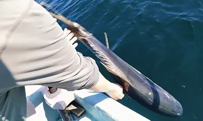 Puerto Vallarta Report Video 0