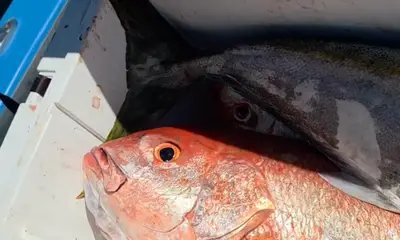Bahía de los Ángeles Report Video 0
