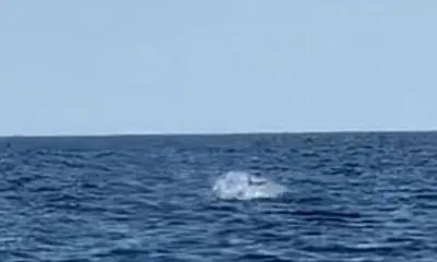 Shalimar Report Video 0
