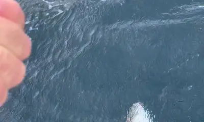 Niceville Report Video 0