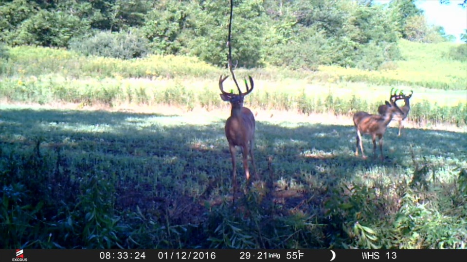 How to Track a Buck