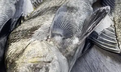 December 4 Hour Inshore