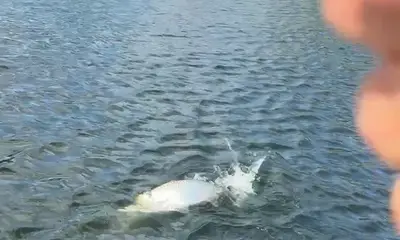 Tampa Report Video 0