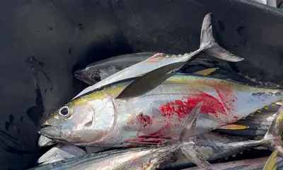 San Jose del Cabo Report Video 0
